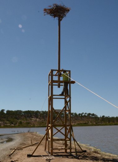 plataforma artificial para águia-pesqueira