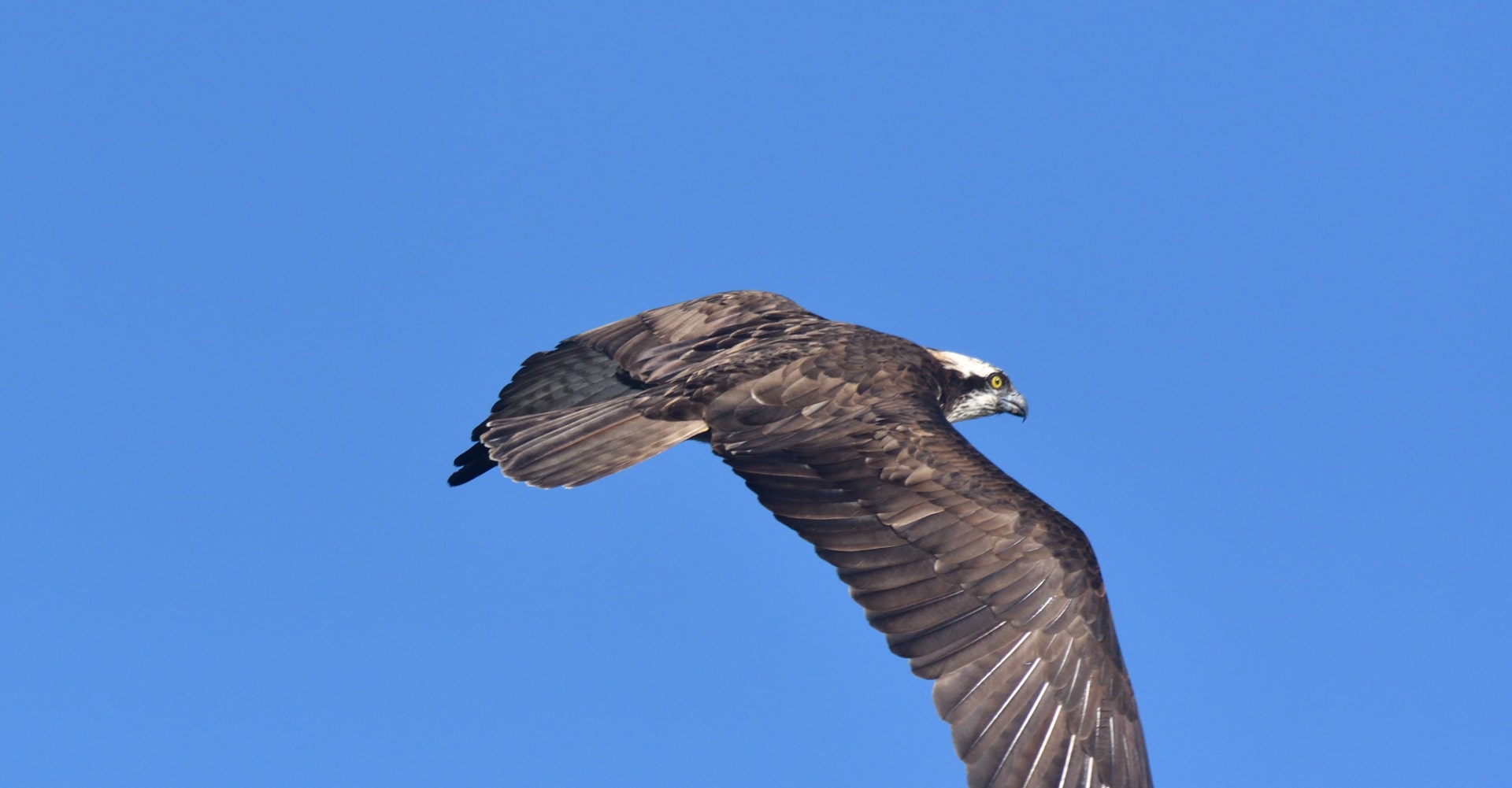 águia-pesqueira observada no rio Tejo a 22 de Janeiro de 2023