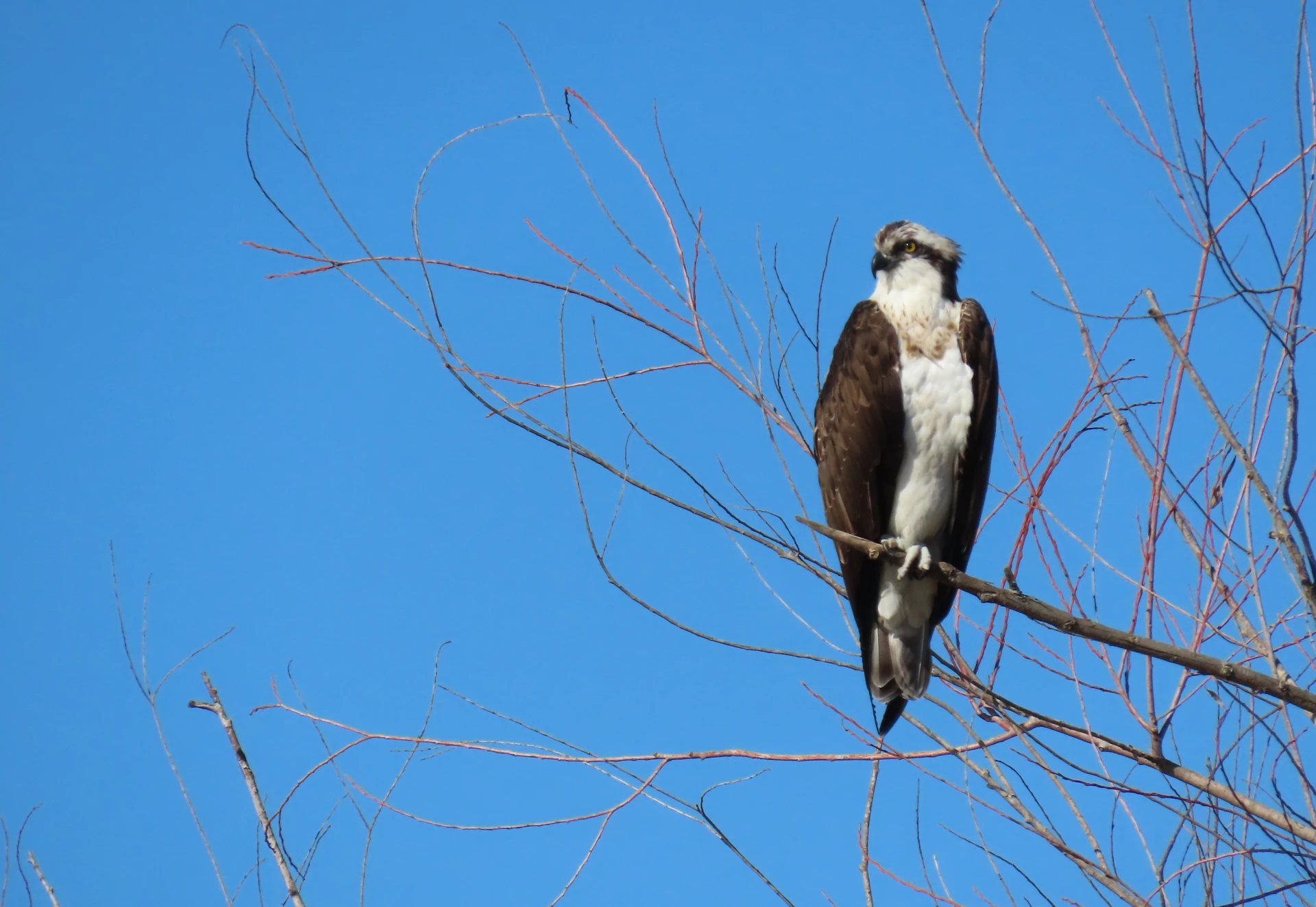 Contagem de águias-pesqueiras