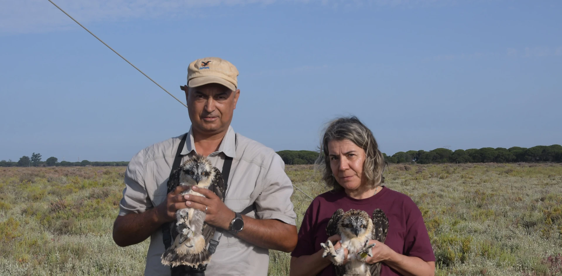anilhagem águia-pesqueira nas Marismas de Odiel
